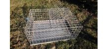 cage transport volaille