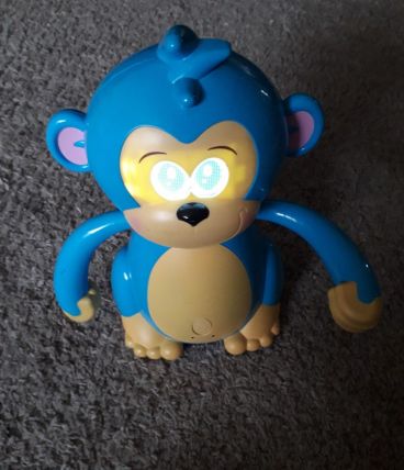 Singe Maloo joue à cache-cache