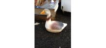 Canard de table