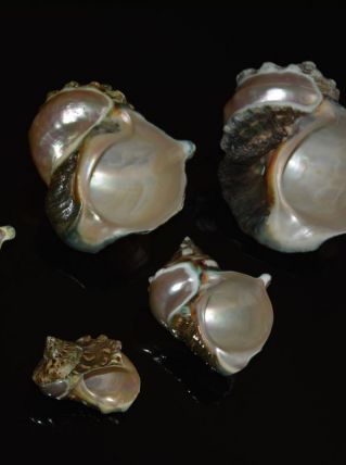 collection de "Burgo"