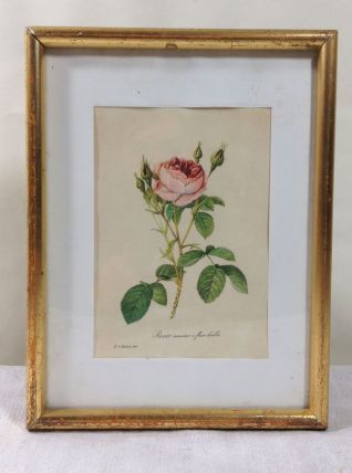 Planche botanique Rosier mousseux encadrée