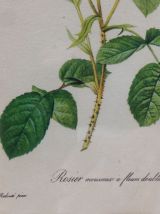 Planche botanique Rosier mousseux encadrée