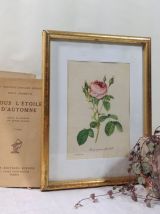 Planche botanique Rosier mousseux encadrée
