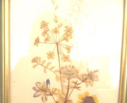herbier ancien  encadré