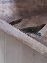 XIXe siècle Planche à Découper en bois, planche  Poissonnier