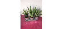 Plantes décoratives