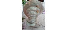 Coquillage 
