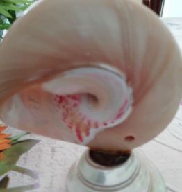 Coquillage 