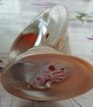 Coquillage 