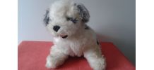  Peluche: gros chien