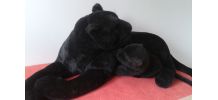 Peluche: la panthère noire et son petit