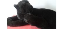 Peluche: la panthère noire et son petit