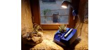 Lampe téléphone et plante verte/lampe de table/lampe à poser