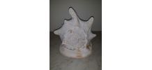 Grand coquillage ancien