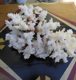 Bloc de corail