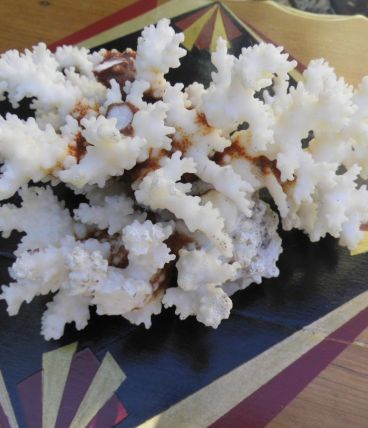 Bloc de corail