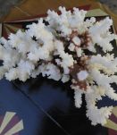 Bloc de corail