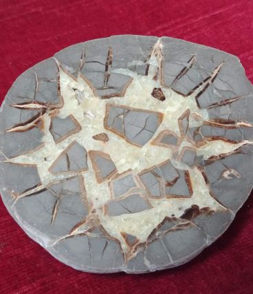 Tranche d'ammonite cristalisée et polie