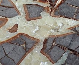 Tranche d'ammonite cristalisée et polie