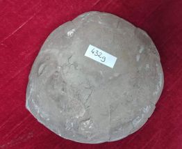 Tranche d'ammonite cristalisée et polie