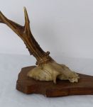 Trophée massacre chevreuil A