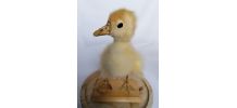 Canard taxidermie caneton cloche