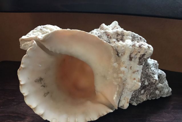 Gros coquillage