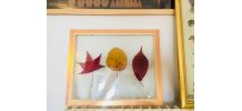 Herbier feuille d’automne 