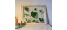 Herbier Green &amp;amp; white 
