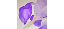 Peinture à l'huile "Iris" 