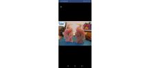 paires de volatilles en quartz rose