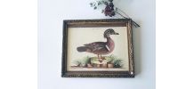 Lithographie canard ancienne encadrée