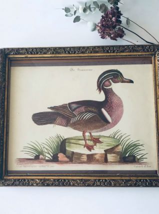 Lithographie canard ancienne encadrée