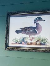 Lithographie canard ancienne encadrée