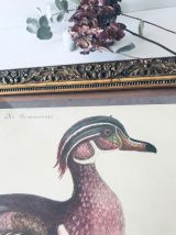 Lithographie canard ancienne encadrée