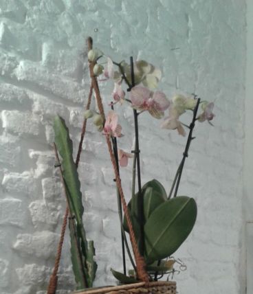 Suspension pour plantes en rotin