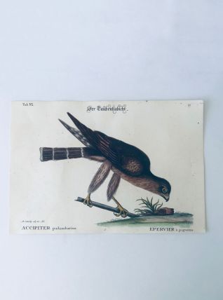 Planche ornithologique ancienne, affiche oiseau épervier