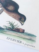 Planche ornithologique ancienne, affiche oiseau épervier