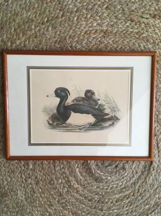 Gravure ornithologique encadrée.