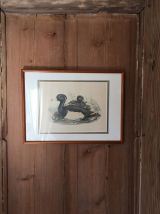 Gravure ornithologique encadrée.