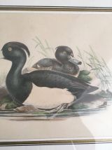 Gravure ornithologique encadrée.