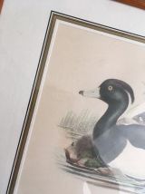 Gravure ornithologique encadrée.