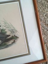 Gravure ornithologique encadrée.