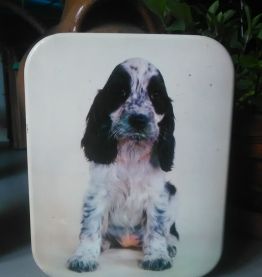Deux boites en tôle lithographiée - Modèle chiens !