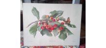 Belle impression Carlos von riefel pinx - "Prunus Avium"