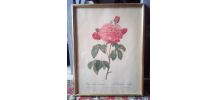 Reproduction ancienne - P.J Redouté 