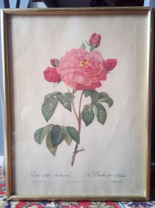 Reproduction ancienne - P.J Redouté 