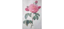 Reproduction ancienne - P.J Redouté 
