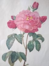 Reproduction ancienne - P.J Redouté 