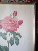 Reproduction ancienne - P.J Redouté 